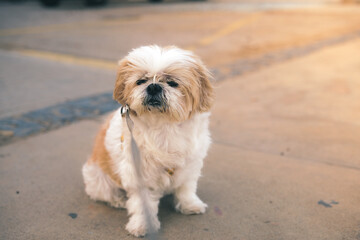 A small white and brown Shih Tzu dog is sitting on the ground. The dog is looking at the camera. Pets concept.