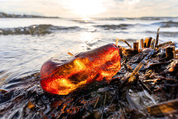 amber on the beach at sunset