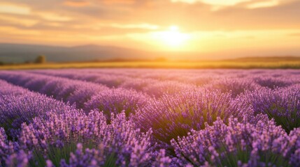 Naklejka premium Blooming lavender field at golden hour, glowing softly