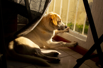 BEIGE LABRADOR 