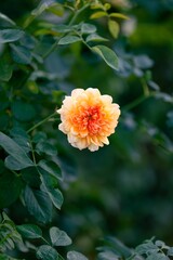 Orange Flower