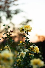 yellow roses in the garden