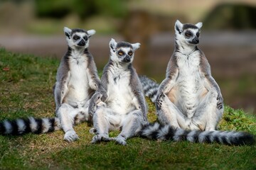 Three ring-tailed lemurs sitting on grass © Wirestock