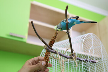 People take care of and play with budgies of the "Czech" breed.