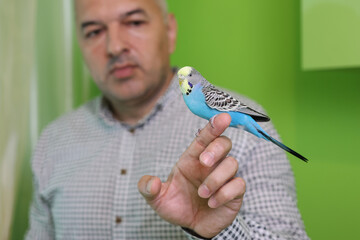 People take care of and play with budgies of the 