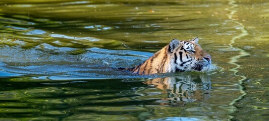 Tiger swimming in a serene pond.