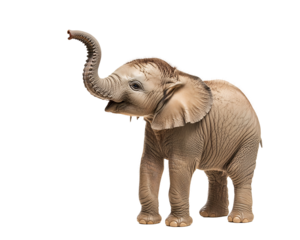 a baby elephant with its trunk up