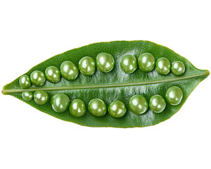 a green leaf with many small round green beads on it