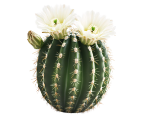 a cactus with flowers on it