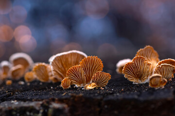 Mushrooms growing on tree trunks. Natural background. Schizophylle commun.