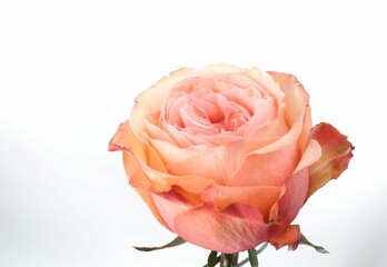 Beautiful fresh rose flower on white background