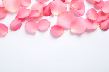 Obraz premium Fresh pink rose petals on white background, top view
