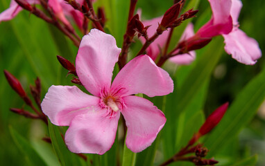 Flor cor de rosa desabrochando © Tania