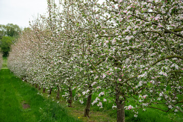 Apple blossom in a modern cider orchard