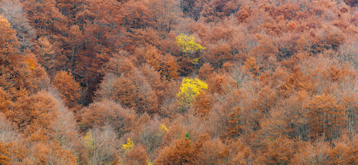 Laubwald, Prokletije Berge, Gusinje, Montenegro