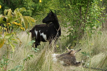 Goat and black goat relaxing in tall grass on a sunny day in nature
