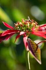 Bee on a poinsettia 
