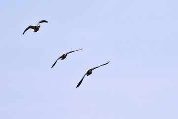 Wildgänse im Flug