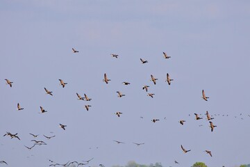 Wildgänse im Flug