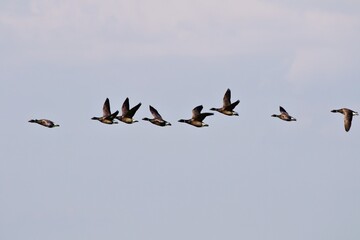 Wildgänse im Flug