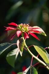 Bee on a poinsettia