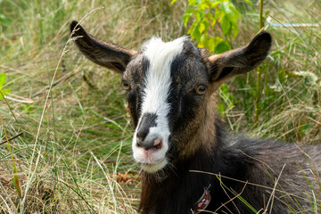 Goat resting among green grasses in a peaceful outdoor setting