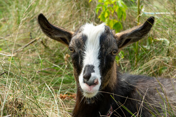 Goat resting peacefully in a grassy field during a sunny day in nature