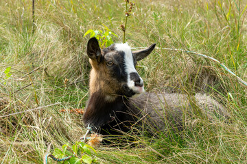 Goat resting in a grassy field during a sunny afternoon