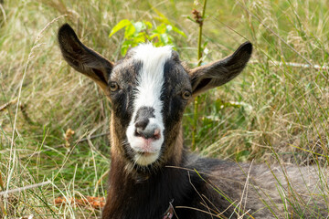 Fototapeta premium Goat resting in tall grass on a sunny day in a rural setting