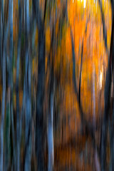 Trees. Abstract forest landscape. Trees photographed with pan technique. Natural background.