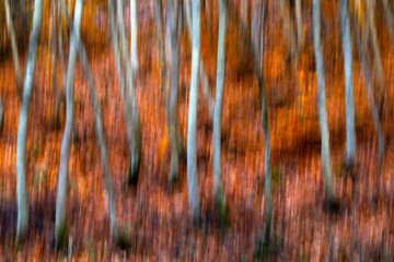 Trees. Abstract forest landscape. Trees photographed with pan technique. Natural background.