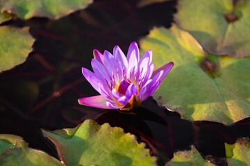 purple water lily