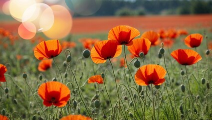 Vibrant poppies blooming in a sunny field, with an abstract background blending colors and shapes to enhance the natural beauty of the scene