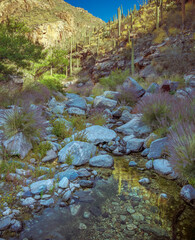 Experience the beauty of a desert terrain featuring vibrant Saguaro cacti, rugged rocks, and soft grass under the clear blue sky, captured in a serene, untouched natural environment.