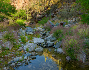 A mountain stream flows gently through a desert landscape filled with greenery, grasses, and Saguaro cacti, creating a tranquil and refreshing natural environment.