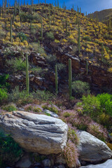 Vibrant desert scene featuring tall saguaro cacti and intricate rocky landscapes. Bathed in sunlight, the environment showcases the unique beauty and colors of arid ecosystems.