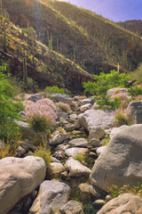 A vibrant image of a desert canyon featuring saguaro cacti, colorful plants, and a rocky stream illuminated by sunlight. This picturesque environment showcases the beauty of the arid landscape.