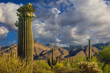 Desert scene featuring saguaro cacti, dramatic mountains, and a partially cloudy sky with a vivid atmosphere. Captures the essence of the desert's beauty and the serene wilderness outdoors.