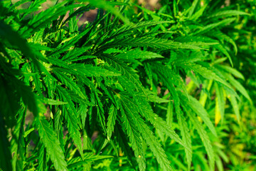 Green cannabis leaves thriving in a natural outdoor environment