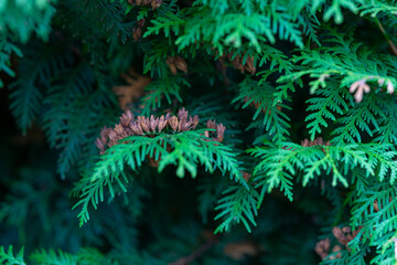 Close-up view of green foliage with hints of brown in forest environment