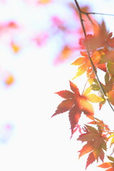 鮮やかに色づいたカエデの葉のクローズアップ　白背景