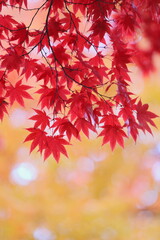 真っ赤に色づいたカエデの葉