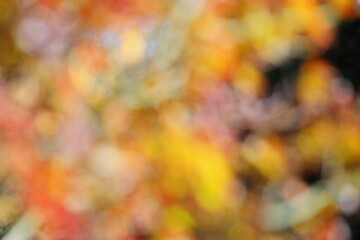 かえでの紅葉のぼかし