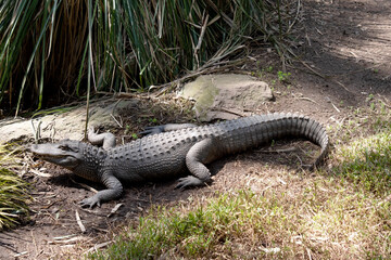 this is a side view of an alligator