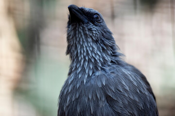 this is a close up of an apostle bird