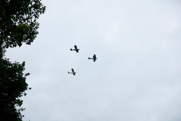 Three vintage airplanes soar against a light gray sky, with tree branches framing the image.  A picturesque display of aerial artistry.
