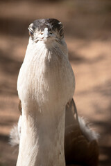 this is a close up of an australian bustard