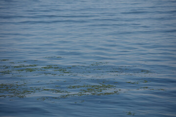 Calm water surface with patches of green algae.  Gentle ripples visible.  Peaceful scene.