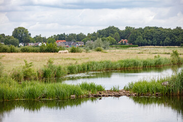 Tranquil rural scene.  Calm river winds through grassy meadow, with a backdrop of houses and trees.  A pair of cows grazes in the distance.
