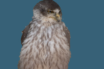 this is a close up of a barking owl